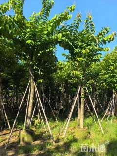 15公分大叶紫薇