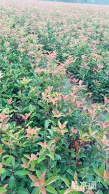 0.5公分红叶石楠