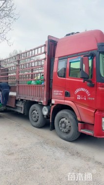 高度10厘米蓝冰麦