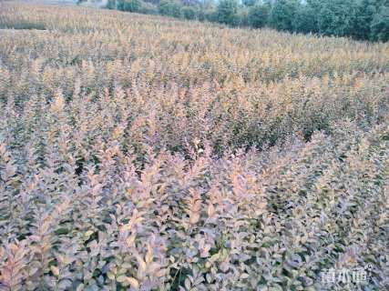 高度45厘米卫矛