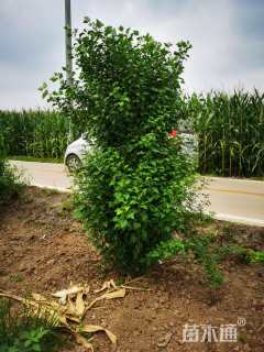 高度280厘米丛生木槿