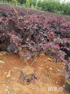高度30厘米红花继木小苗