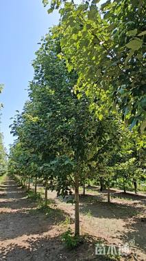 12公分美国红枫-红点