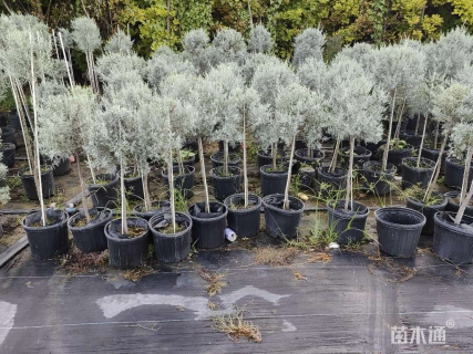 2公分蓝冰柏棒棒糖