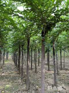 8公分长枝榆