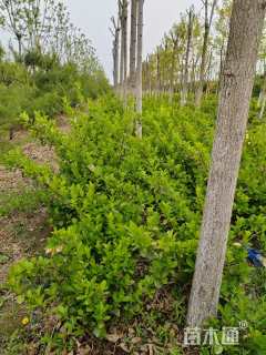 高度60厘米卫矛