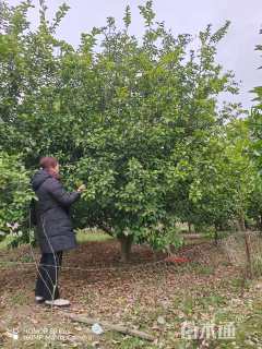 25公分(3杆)丛生香橼