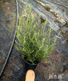 高度30厘米澳洲米花