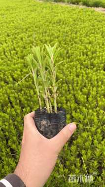 高度25厘米三七景天