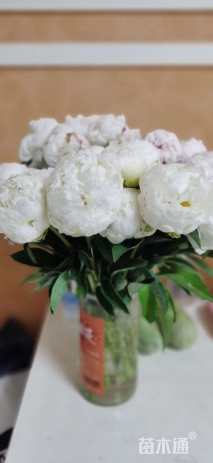 高度60厘米芍药