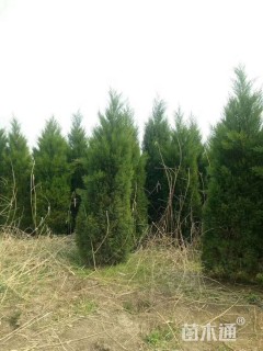 高度200厘米蜀桧