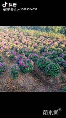 高度200厘米三角梅