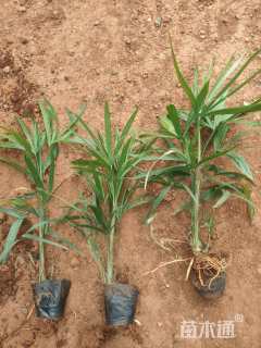 裸干高30厘米棕竹