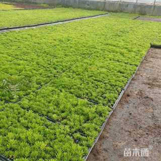 高度5厘米佛甲草