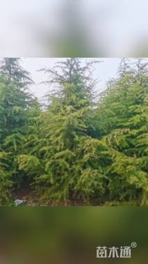 高度300厘米雪松