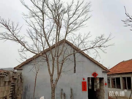 15公分流苏树