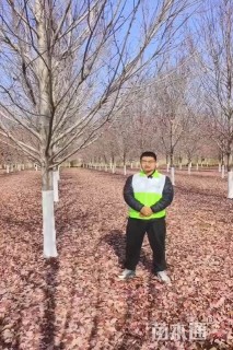 12公分美国红枫