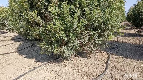 冠幅150厘米小叶黄杨球