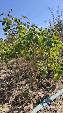 高度160厘米木芙蓉