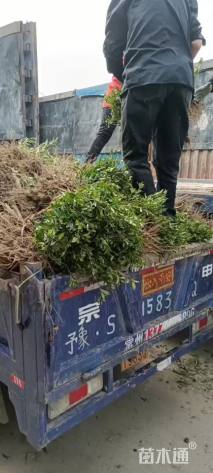 高度25厘米小叶栀子