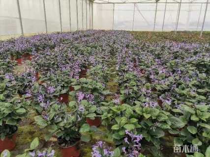 高度30厘米香茶菜