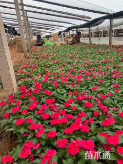 高度15厘米长春花