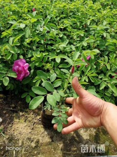 高度20厘米四季玫瑰