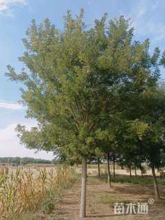 18公分国槐