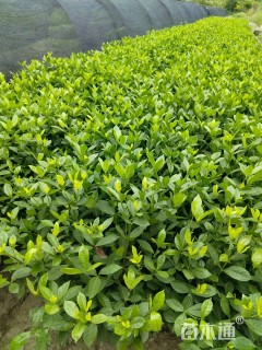 高度45厘米大叶栀子