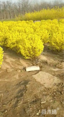 高度90厘米连翘