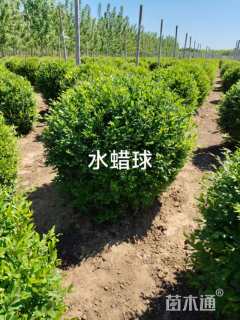 高度100厘米水蜡球