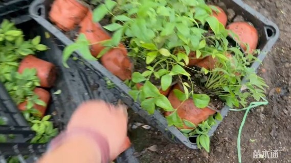 高度30厘米火焰南天竹