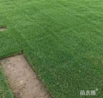 混播黑麦草