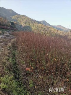 高度100厘米美国紫薇