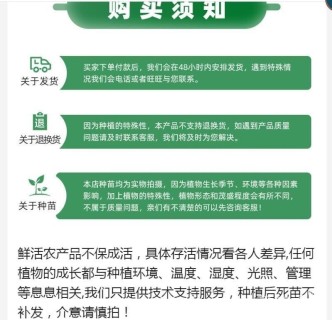 高度10厘米卡罗拉月季