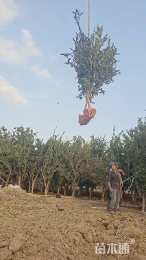 高度150厘米丛生石榴