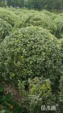 冠幅150厘米金边黄杨球