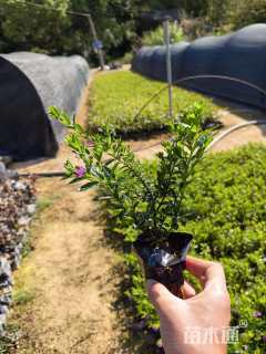 高度20厘米萼距花