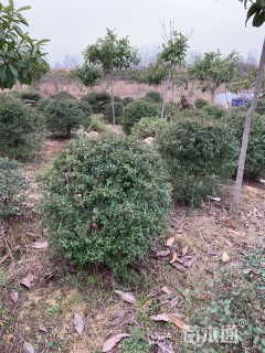 冠幅130厘米火棘球