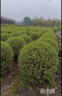 冠幅100厘米银姬小蜡球