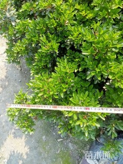 高度80厘米夏鹃