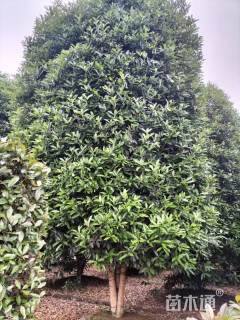 高度300厘米桂花柱子