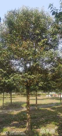 18公分大叶女贞