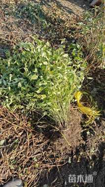 高度40厘米粉花绣线菊