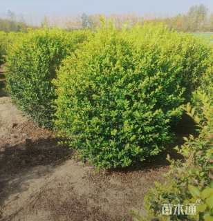 冠幅200厘米金森女贞球