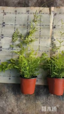 高度20厘米凤尾蕨