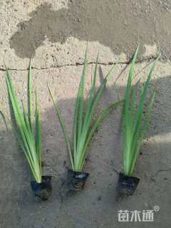 高度35厘米鸢尾