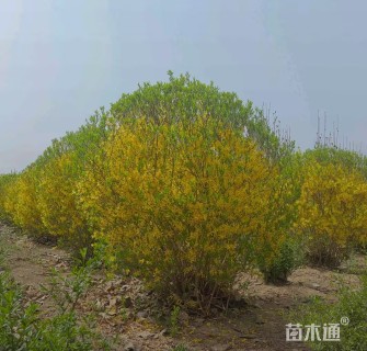 冠幅120厘米金边假连翘球