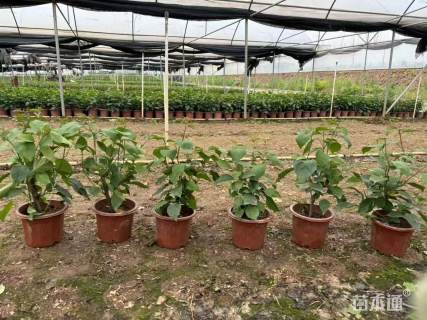 高度50厘米杜鹃