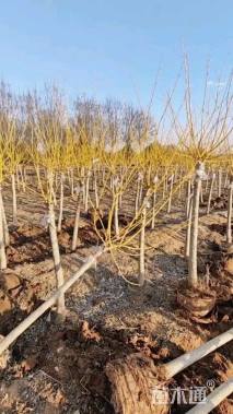 3公分矮杆金枝槐